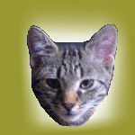 Frühes Foto von Toulouse dem Kater Foto von Toulouse dem Kater